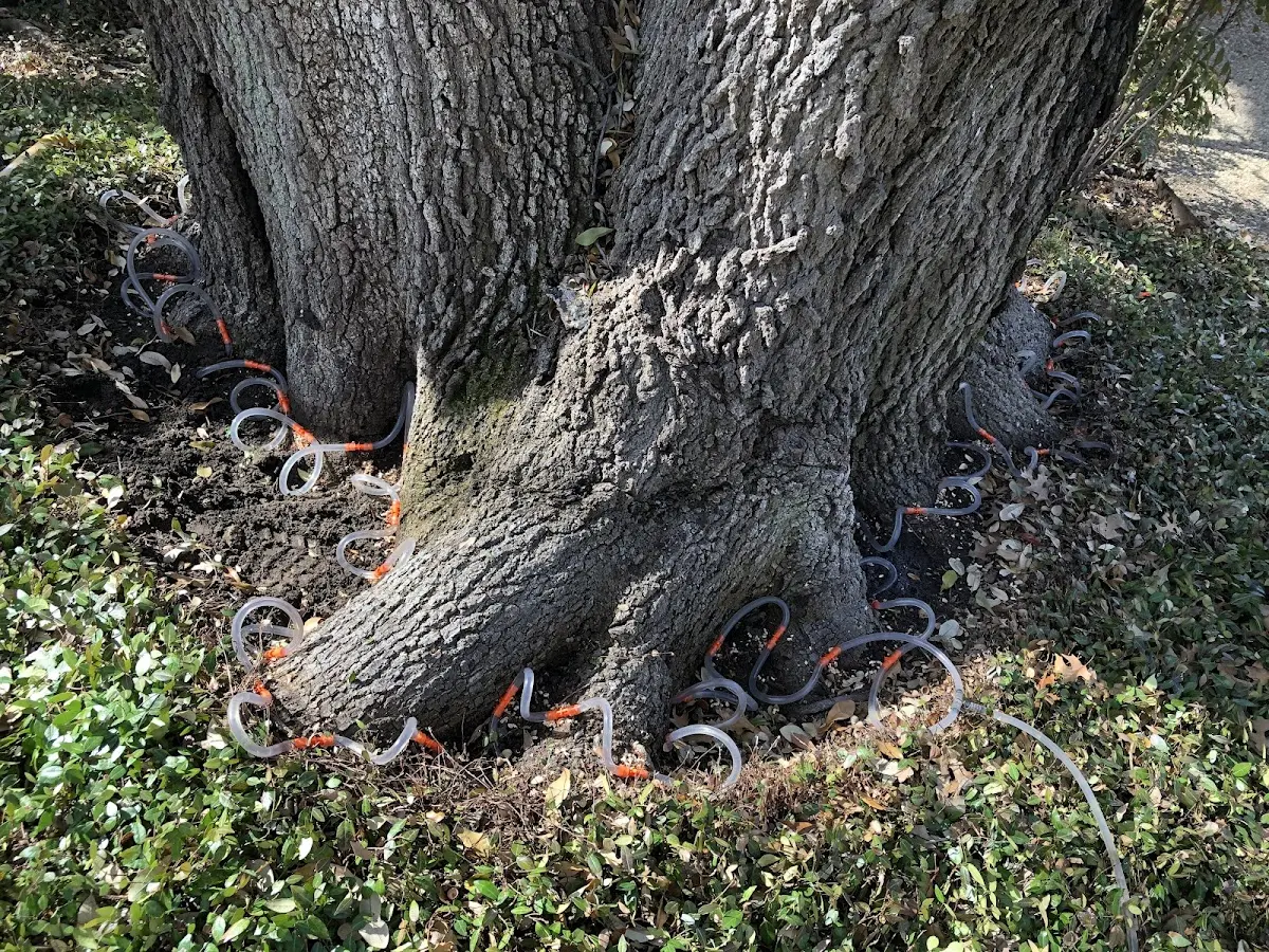 Detailed Tree Cabling and Bracing job site in Yorktown Heights