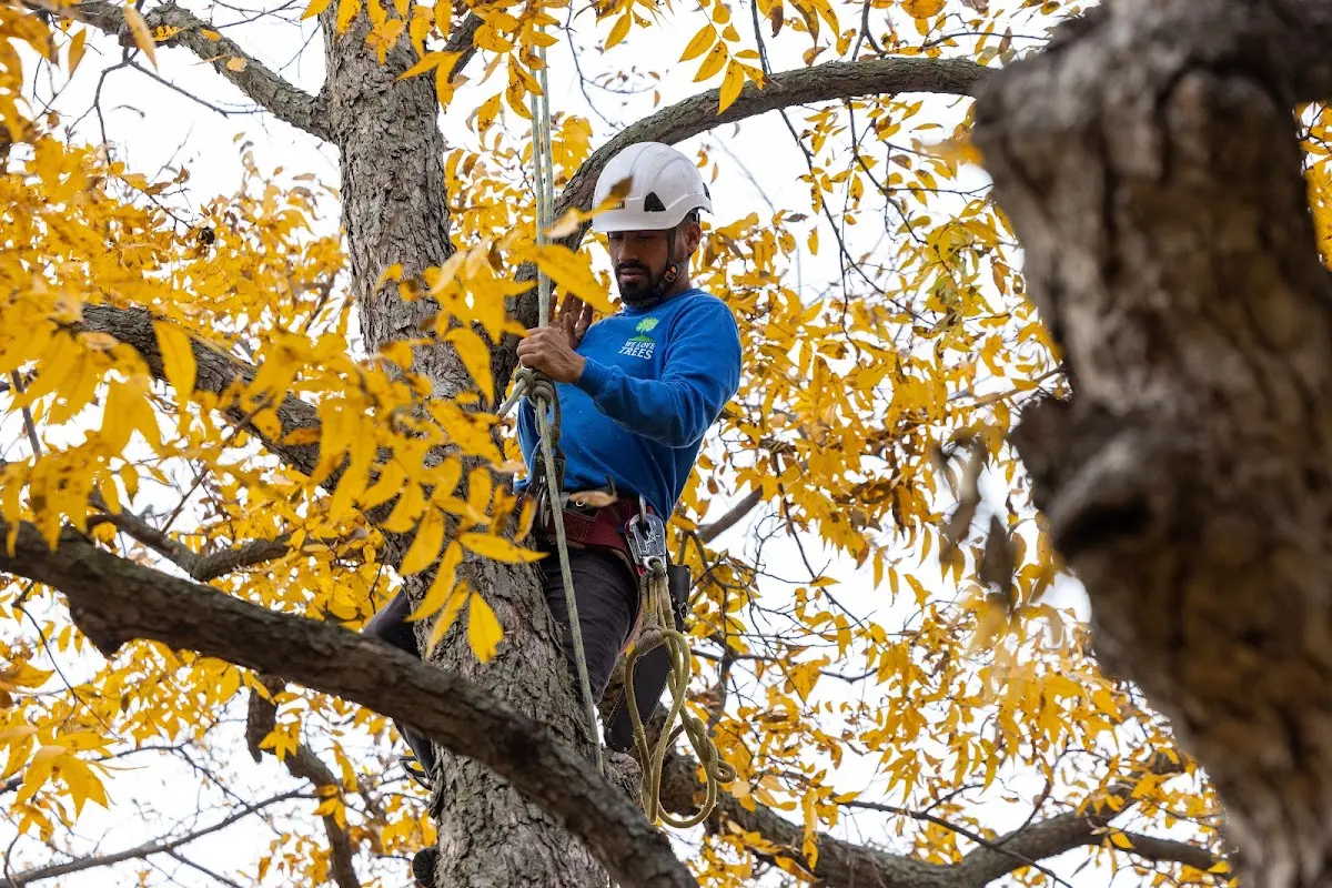 Skilled Tree Pruning crew working in Yorktown Heights